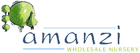 Amanzi Nursery