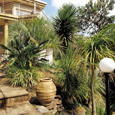 Subtropical Sensation