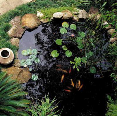 Pond and Garden