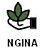 NGINA